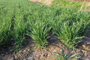 Pszenica ozima Toras 30.03.2014