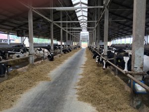 Szkolenie z przygotowania bydła do wystaw