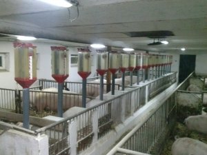 Dozowniki do paszy TIGSA