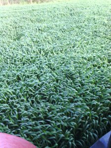 Pszenica ozima Jantarka