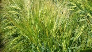 Jęczmień ozimy Holmes 07.06.2014