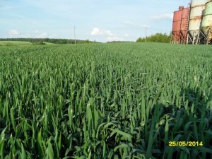 Pszenica Tobak i Linus