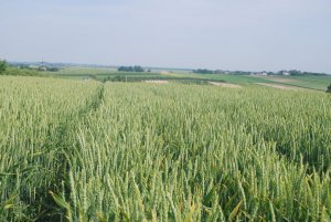 Pszenica ozima Bogatka