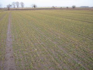 Pszenica Ozima Mulan