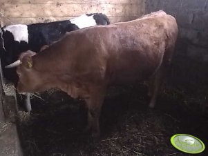 Jałówka 50% Limousine