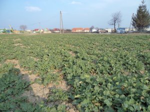 Rzepak ozimy Adam - 24.03.2015r