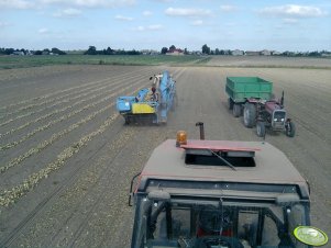 Massey Ferguson 255 + przyczepa