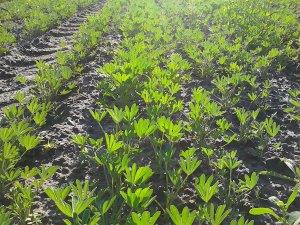 Łubin żółty Mister