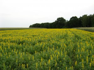 Łubin żółty Mister