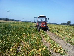 Zetor 5211 + ścinarka do fasoli