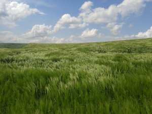 Jęczmień ozimy Souleyka.