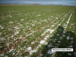 Pszenica ozima Mulan