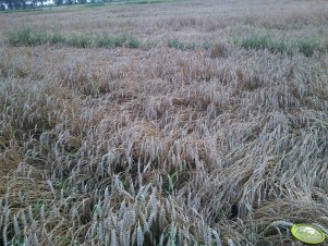 Przenica jara w ubiegłym roku