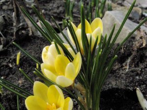 Krokus