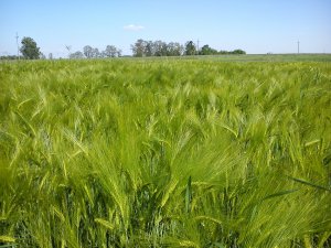 Jęczmień hybrydowy ZZOOM