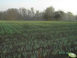 Jęczmień jary siany 23.04.2013
