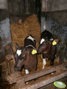 Jałóweczka i byczek 