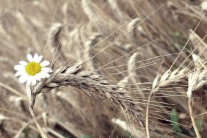 Żyto z nutką Rumianku