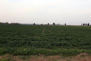 Rzepak ozimy ROHAN F1 22.03.2014