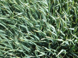 Pszenica ozima Julius