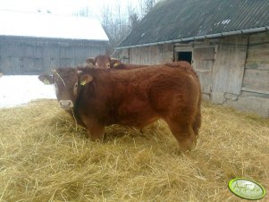 Bysiu Ferdek LM 100%