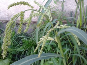 Chwastlica jednostronna