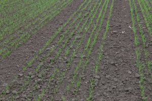 Pszenica ozima Toras 20.10.2013