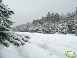 Ośnieżony las