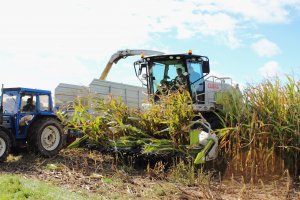 Claas Jaguar 930