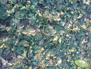 Rzepak ozimy Californium