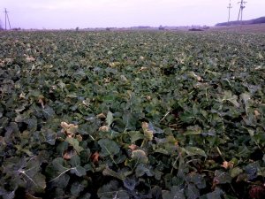 Rzepak ozimy 2014 Visby