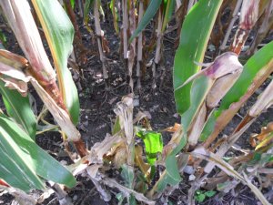 omacnica prosowianka