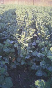 Rzepak ozimy  sy kolumb