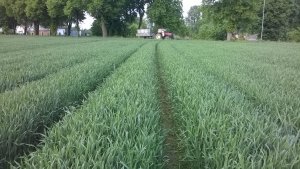 Pszenżyto ozime GRINGO