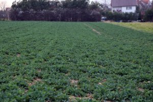 Rzepak ozimy ROHAN F1 22.03.2014