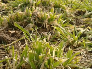 Jęczmień ozimy Malwinta