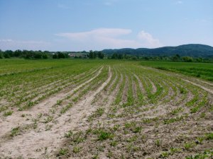 Buraki Cukrowe Fantazja