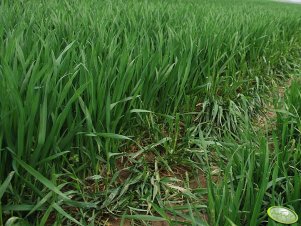 Pszenica ozima TORAS