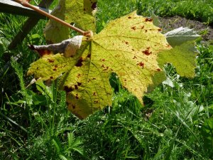 Mączniak rzekomy winorośli