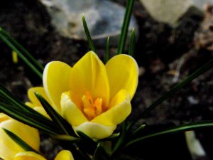 Krokus