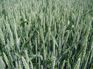 Pszenica Ozima Mulan