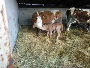 Blonde d'Aquitaine