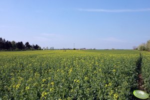 Rzepaki ozime 05.05.2013