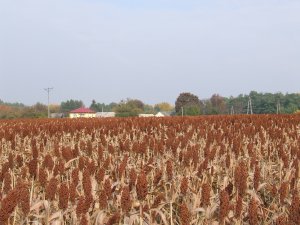 sorgo na ziarno