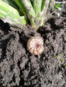 Piętnówka brukiewka