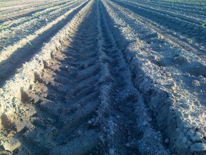 Kukurydza Blask ( była)