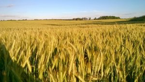 Pszenżyto ozime Grenado