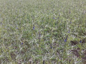 Łubin wąskolistny.