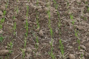 Pszenica Ozima SAILOR 20.10.2013