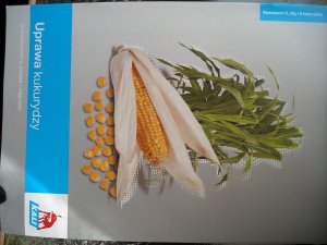 Uprawa kukurydzy